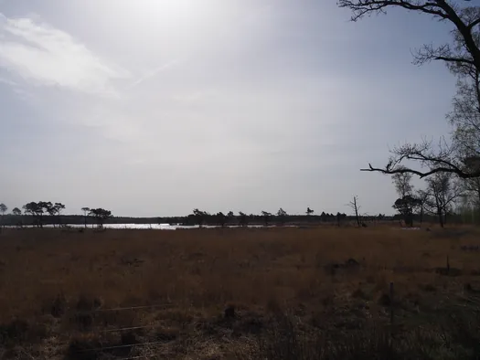 Kalmthoutse Heide, Kalmthout (België)